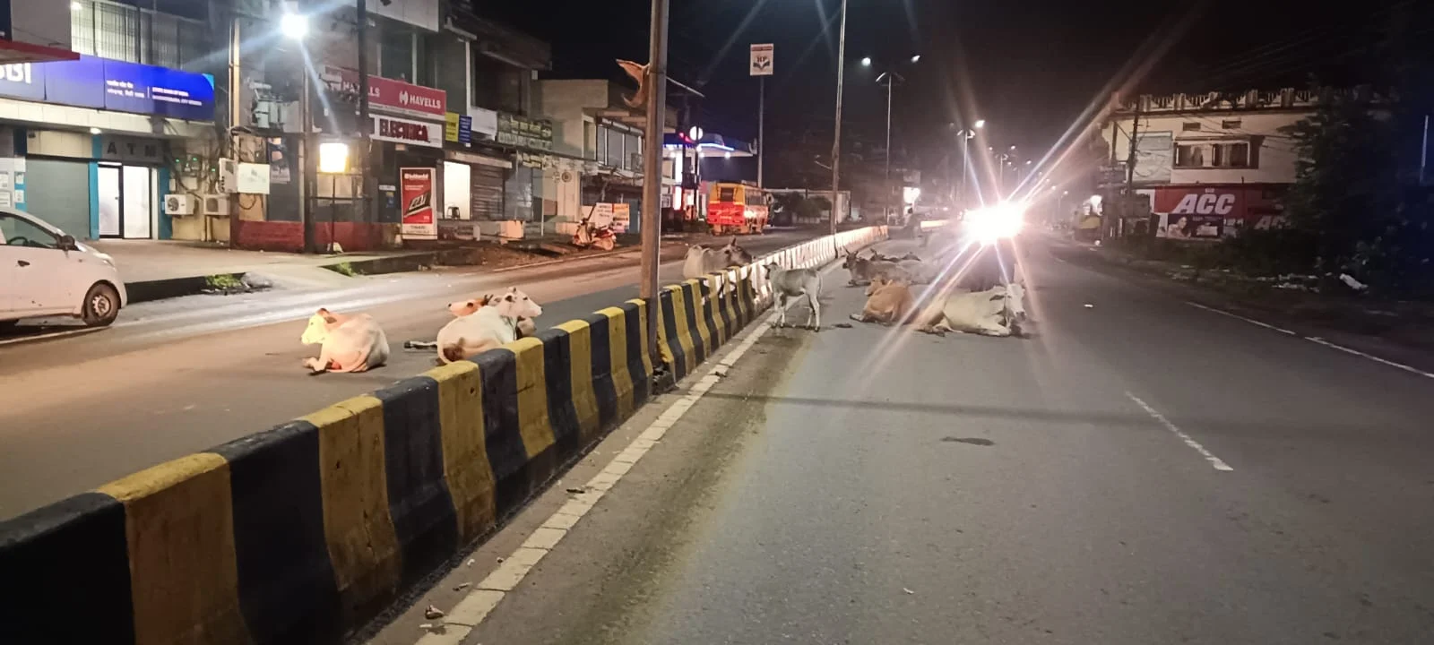 NH-43 एवं शहर की सड़कों पर आवारा पशुओं का आतंक, हादसों में जा रही जानें; आखिर कब जागेगा नगर पालिका एवं जिला प्रशासन? (2)